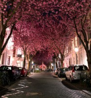 /album/la-vida-una-magnifica/cherry-blossom-street-bonn-alemania-2-jpg/